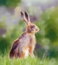 2027 Nature Art Calendar - SMALL wall calendar, wildlife illustrations - Image 7