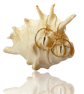Gold Cowrie Shell Hoops - Image 4