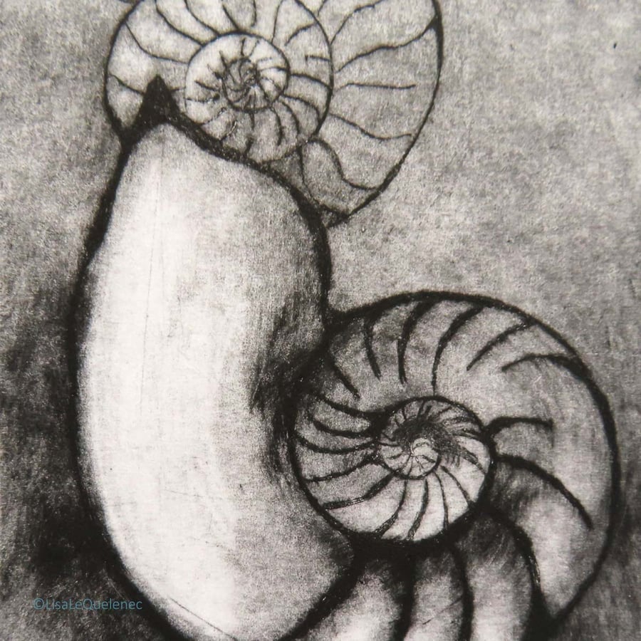 Original drypoint of ammonite fossils no.7 edition of 10 printed in black ink