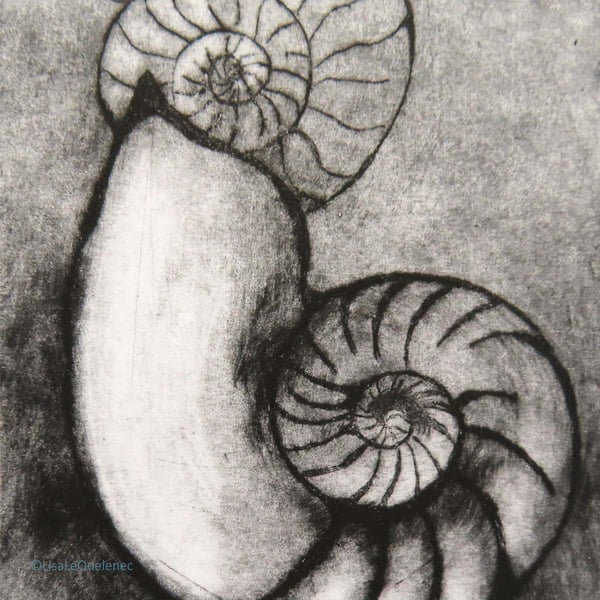 Original drypoint of ammonite fossils no.7 edition of 10 printed in black ink