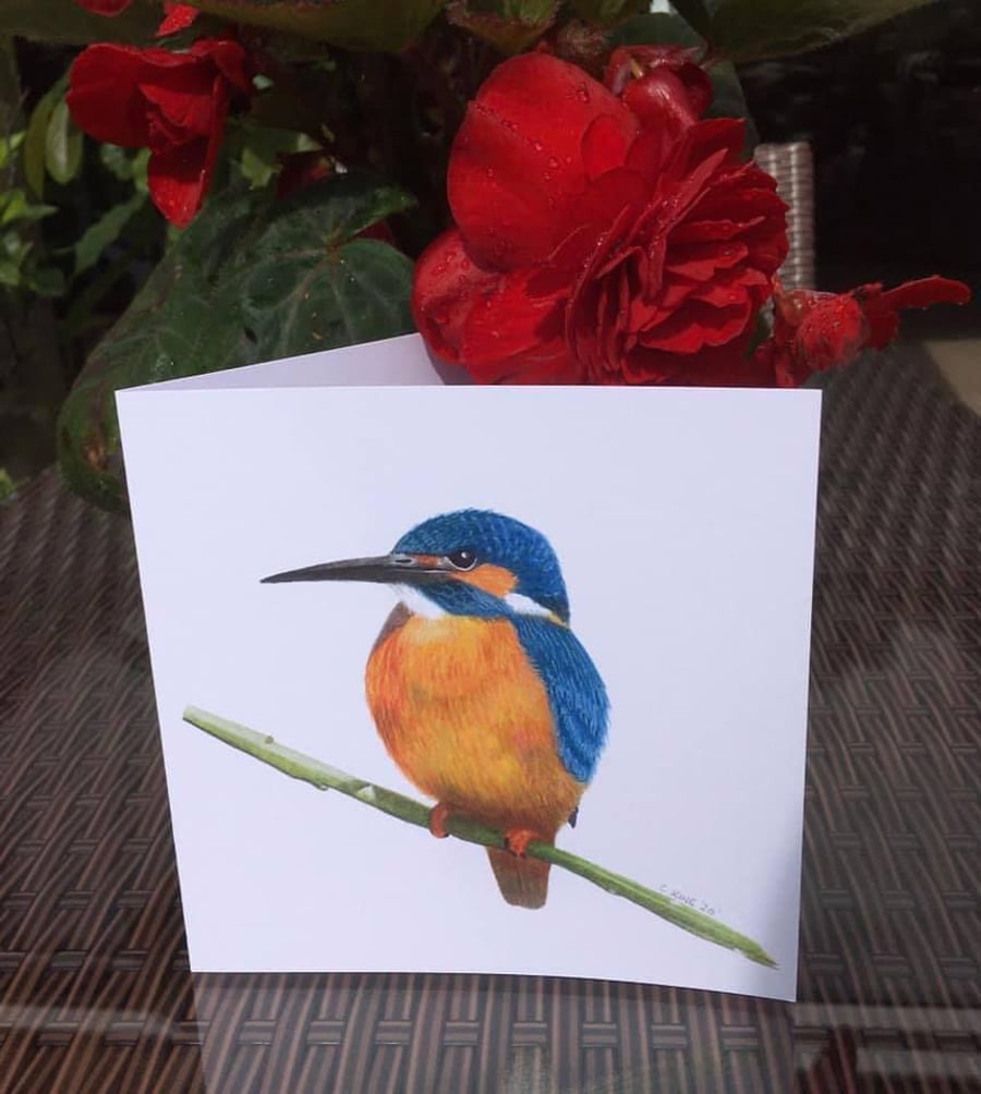 Kingfisher greetings cards pack of five