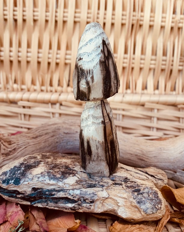 Driftwood toadstool