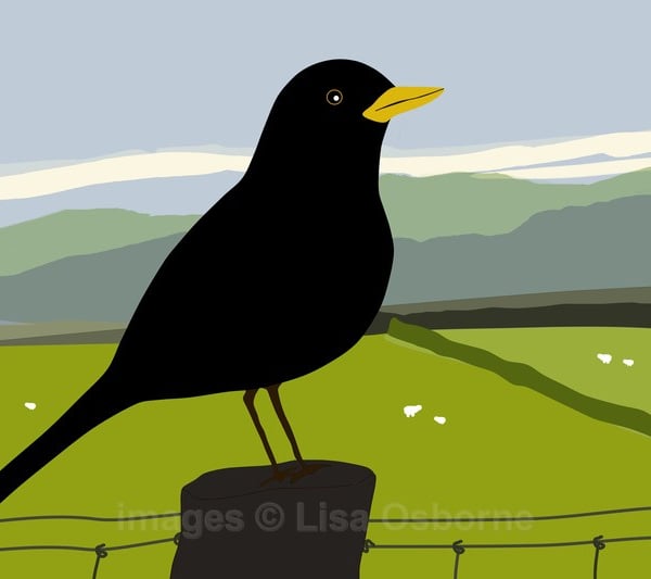 Blackbird - print from digital illustration. Wildlife. Garden bird.