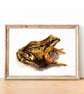 Small Toad A5 Inkjet Print - Image 1