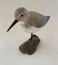 Dunlin - Image 4
