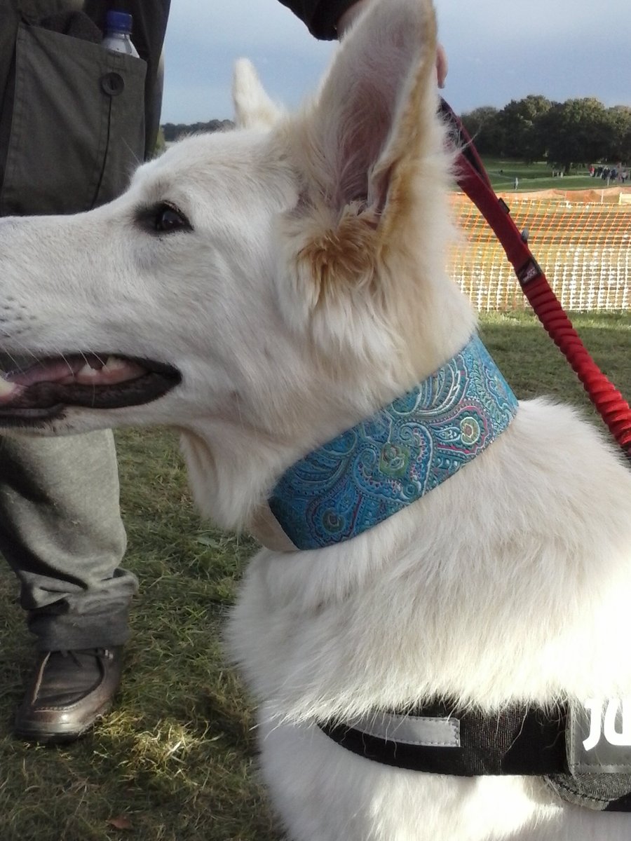 Handmade martingale type brocade dog collar turquiose