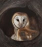 Barn Owl Original Oil Painting - Woodland Animal Wall Art