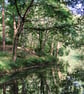 Lake Ontario, Autumnal coloured leaf floating on water, origianal landscape - Image 5