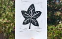 Original Lino Prints