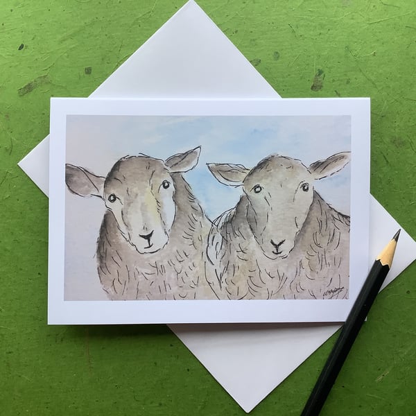 Blank greetings card - sheep