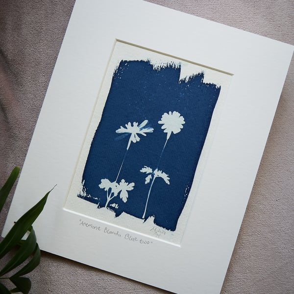 cyanotype print: "Anemone Blanda Blue Two". Original, mounted ready to frame.