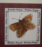 Brown Argus Butterfly - Image 2