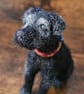 Custom needle felted pet sculpture - Image 2