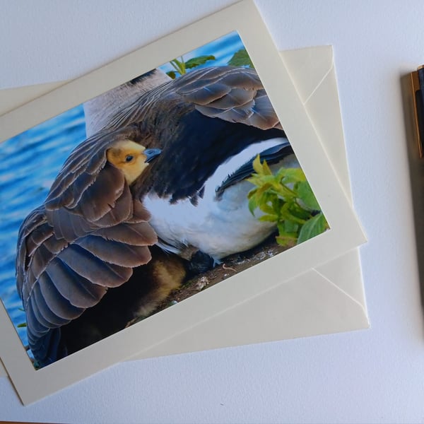 Under Mother's Wing Canada Gosling Large Photographic Card 7" x 5" Blank