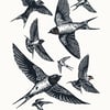 Swallows A3 poster-print