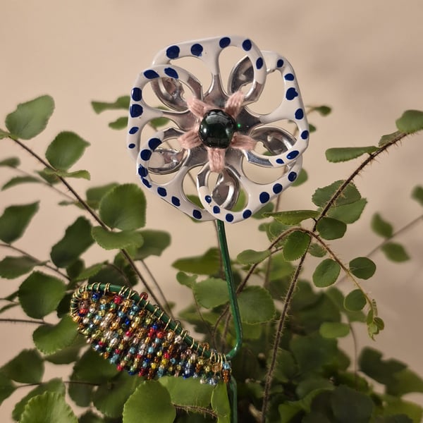 White with blue spots & pink flower plant companion perfect for pot plants