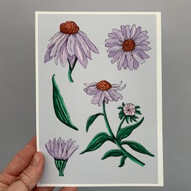 Art print - Echinacea. Art work. Art. Hand drawn. Illustration. Flowers.