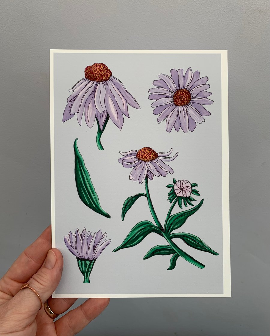 Art print - Echinacea. Art work. Art. Hand drawn. Illustration. Flowers.