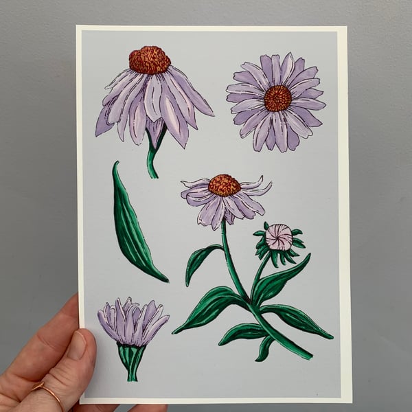 Art print - Echinacea. Art work. Art. Hand drawn. Illustration. Flowers.