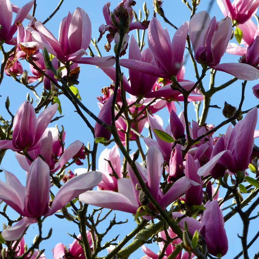 6" Square Photographic Card