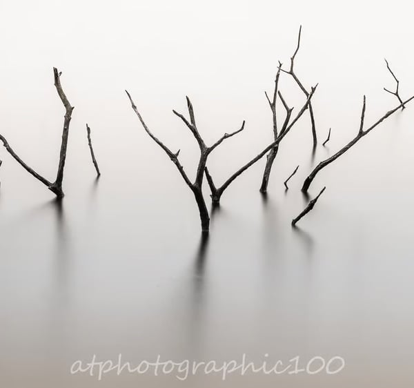 Minimalist signed limited edition photography print - Submerged Tree Tops