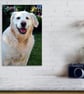 Golden Retriever Dog Portrait Photograph Print - Image 4