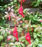  Felt red bird Christmas  decoration folksy Christmas 2026 - Image 1