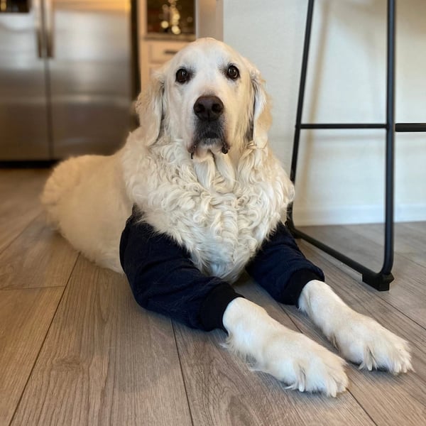 Dog Elbow Protector, Padded leg Support for swelling , Hygroma Relief.