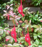  Felt red bird Christmas  decoration folksy Christmas 2026 - Image 5