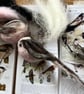 Indoor wreath decoration with needle felted birds . - Image 7