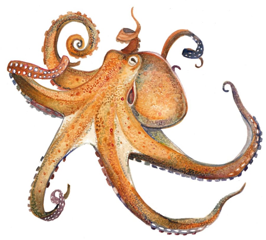 Octopus mounted print