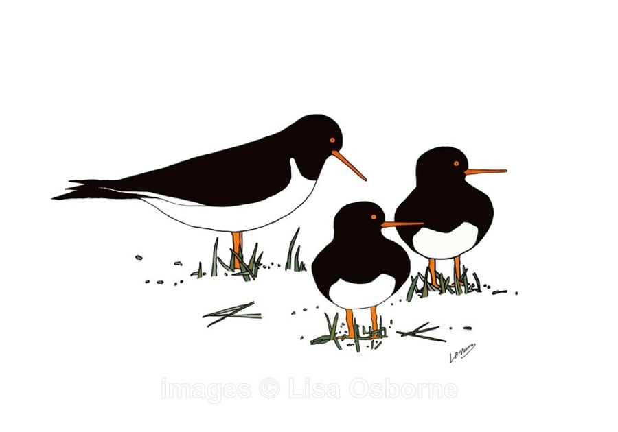 Oystercatchers - signed print of digital illustration of birds with mount