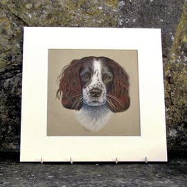 Springer Spaniel Dog Original Coloured Pencil Drawing