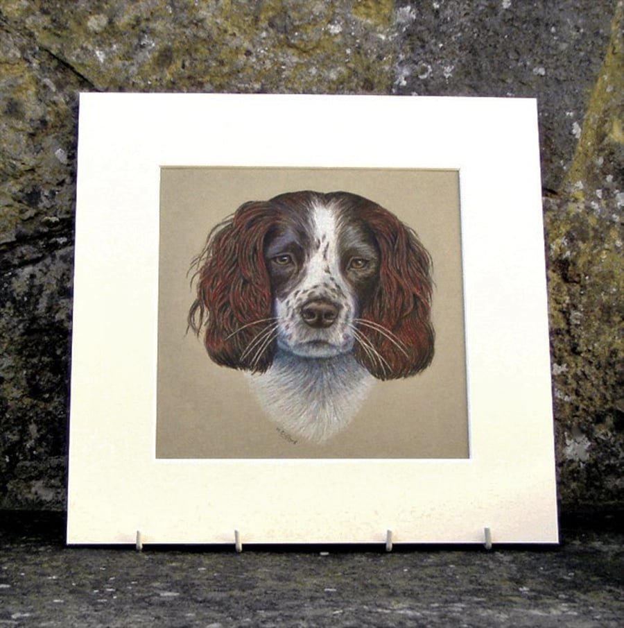 Springer Spaniel Dog Original Coloured Pencil Drawing