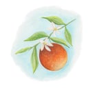 Orange blossom mounted print