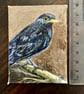 ACEO blackbird on a branch original miniature painting  - Image 4