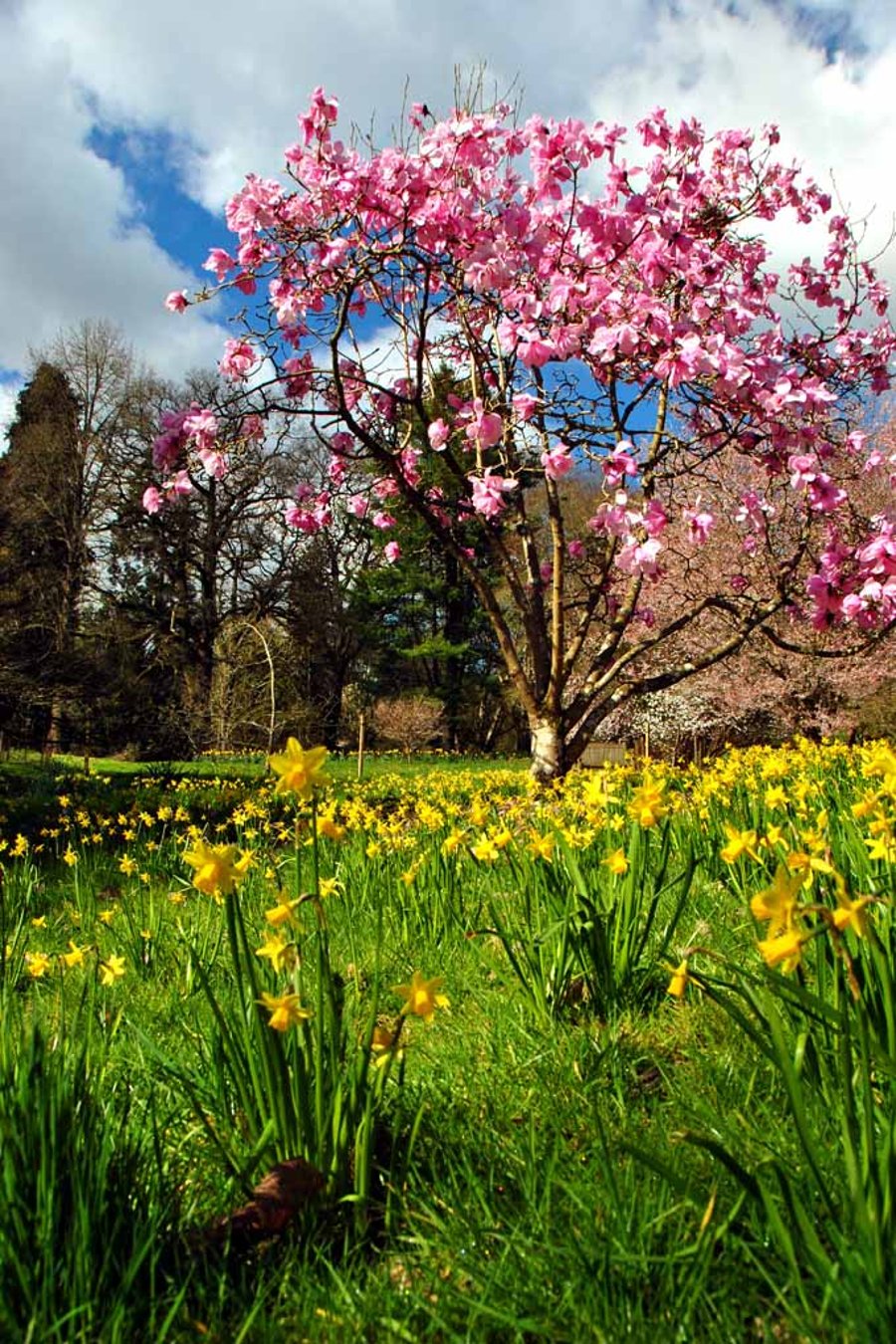 Magnolia Tree Batsford Arboretum Cotswolds UK 12"x18" Print
