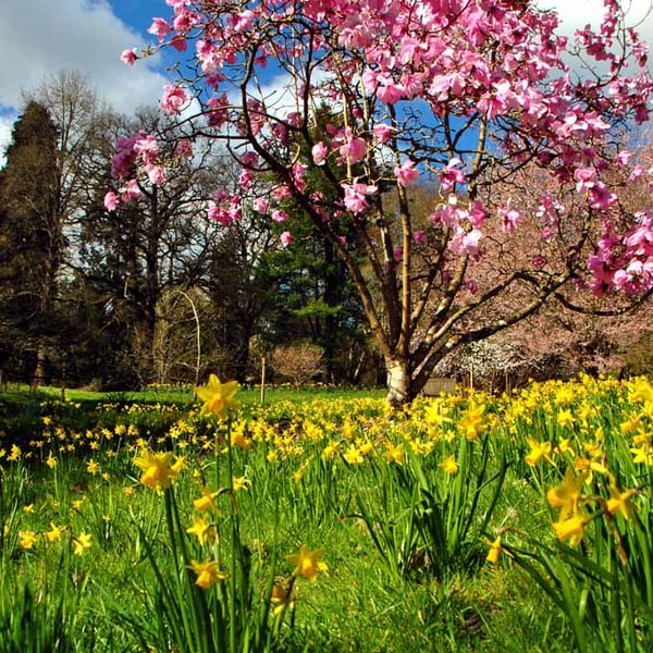 Magnolia Tree Batsford Arboretum Cotswolds UK 12"x18" Print