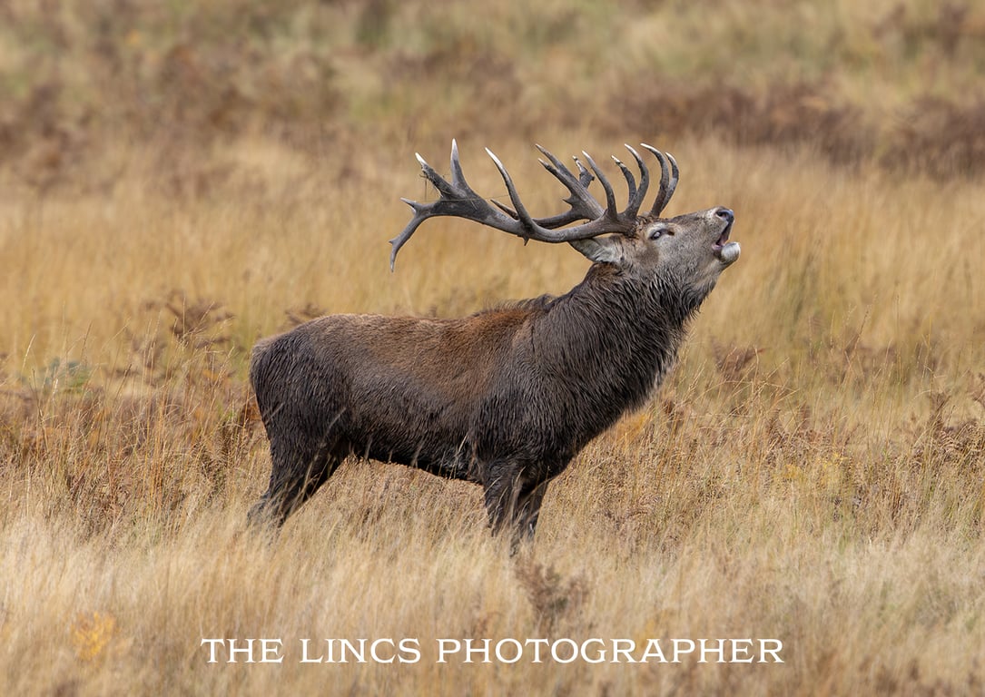 Red Deer Stag print (Limited edition of 10)