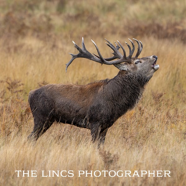 Red Deer Stag print (Limited edition of 10)