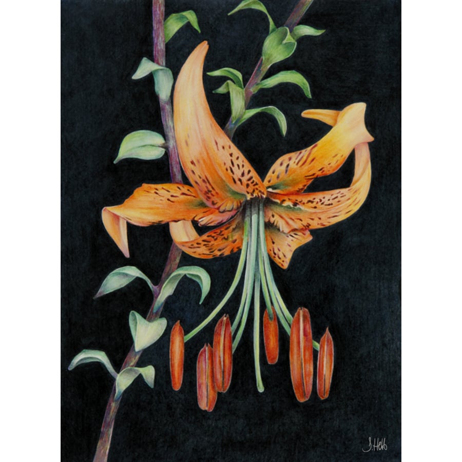 TIGER LILY