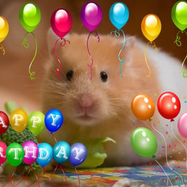 A5 Hamster Birthday Card 