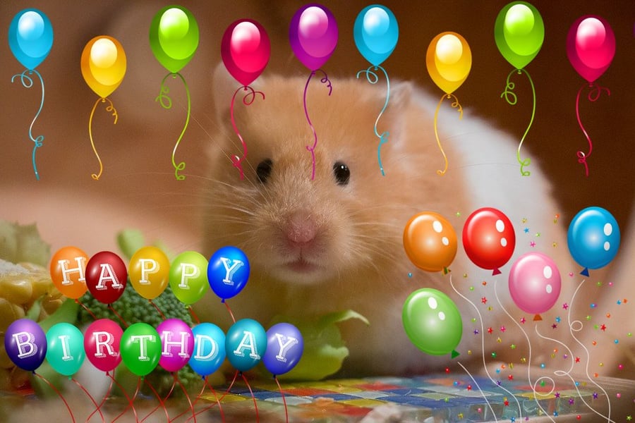 A5 Hamster Birthday Card 