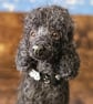 Custom needle felted pet sculpture - Image 5