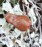 Pot Robin - Image 5