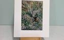 Giclee Art Prints - Bees