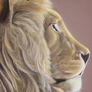 Lion thoughtful