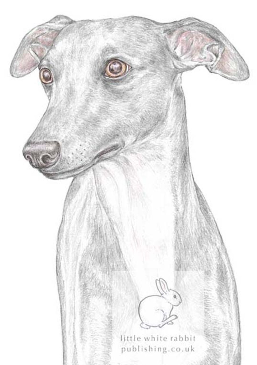 Jim the Whippet - Blank Card