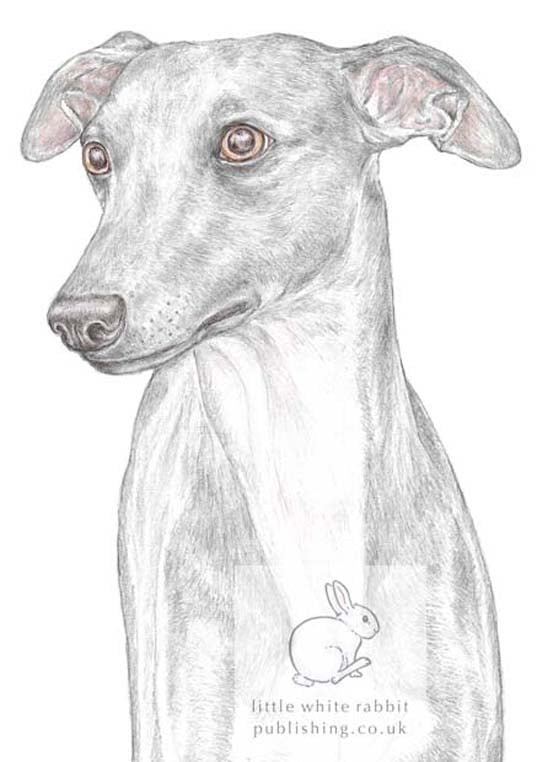 Jim the Whippet - Blank Card