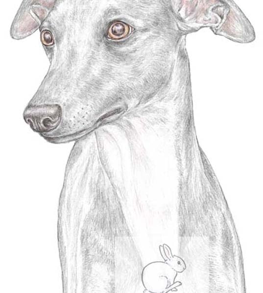 Jim the Whippet - Blank Card